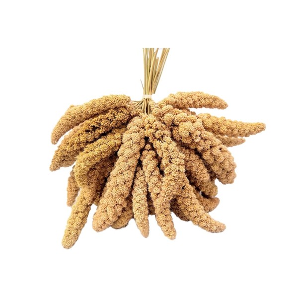 ارزن خوشه ای مناسب انواع پرندگان