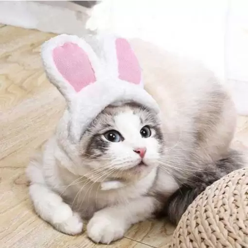 کلاه خرگوشی پتسا